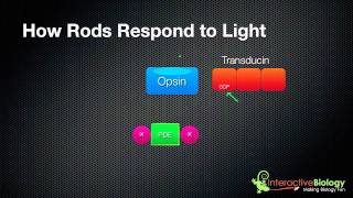 031 How Rods and Cones respond to Light [upl. by Ydna]