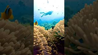 Clown fish city The Red Sea anemone Nemo fish ocean scubadiving sea [upl. by Enihpesoj]