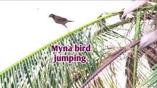 Myna bird jumping vuthyCH [upl. by Paulina]