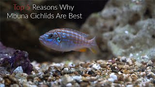 Top 5 Reasons Why Mbuna Cichlids Are Some Of The Best Fish To Keep [upl. by Tildie]