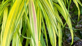 Hakonechloa quotAureolaquot Japanese Forest Grass Make It Stand Out 4K  June 27 [upl. by Laurie]