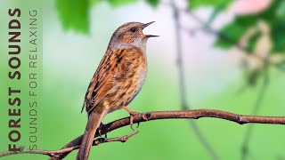 Birds Singing  Early Morning Wild Birds Chirping Relaxing Bird Sounds Heal Stress Songbirds [upl. by Mcneely524]