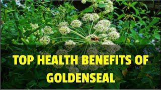 Top Health Benefits of Goldenseal [upl. by Adelaja517]