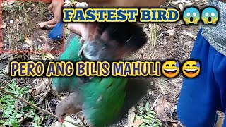 Fastest Bird Emerald Dove or Manatad Trap hunt by Ka Bundok Tv [upl. by Dunston]