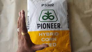 pioneer p3302 कम समय मैं अधिक उत्पादन देने वाली मक्का पूरी जानकारी। [upl. by Ieppet881]