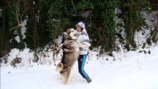 Alaskan Malamute quotBeowulfquot Winter 2010 [upl. by Ahsilrac]