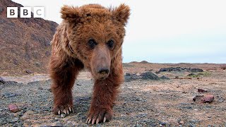 Rare sighting of the worlds loneliest bear  Asia  BBC [upl. by Eibbil]