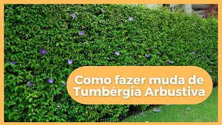 Como fazer muda de Tumbérgia Arbustiva  06 [upl. by Ben604]