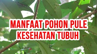 Manfaat Pohon Pule Bagi Kesehatan Tubuh [upl. by Ahsier198]