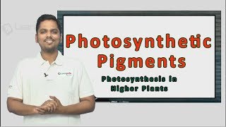 Know more about Photosynthetic Pigments Neet Botany XI Photosynthesis in Higher Plants [upl. by Gant]