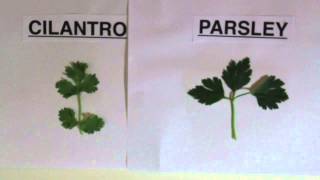 Difference Between Parsley and Cilantro [upl. by Asserat]