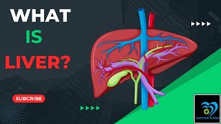 what is function of liver in your body 3D Explanation [upl. by Akemor11]