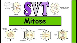 la mitose  chez la cellule animale et végétale [upl. by Hal282]