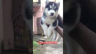 HUSKY PUPPIES FOR BEAUTIFUL HOMES💖🥳 love lovesong tamil music song chennaidogkennel doglover [upl. by Artenek]