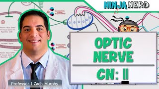 Neurology  Optic Nerve  Cranial Nerve II Visual Pathway and Lesions [upl. by Heshum665]