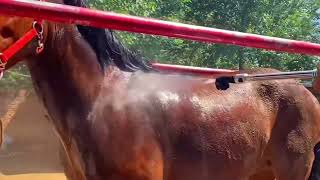 For all horse lovers  Live Stream November 19 2024 [upl. by Thaine]