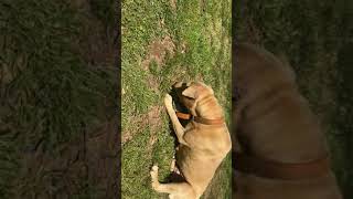 Feeding My Dog Raw Chicken Egg  rawdogfood dog eating  Rasta Kountry Dream [upl. by Atsahs]