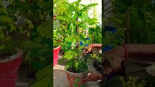 How to Care Araucaria plant🌲  christmas Tree viral mygarden trending plants christmas shorts [upl. by Sabina]