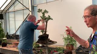 Making Bonsai From Juniper Squamata 121 [upl. by Natalia659]