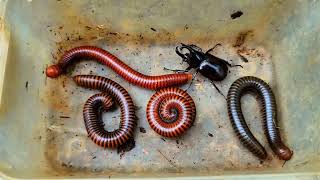 A Male Beetle And Four Giant Millipedes Hunted Real Bugs Hunting [upl. by Perseus]