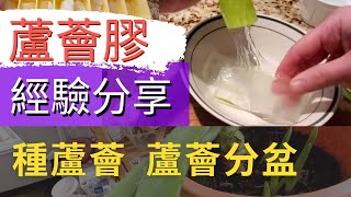 蘆薈膠的處理和使用【蘆薈種植經驗分享】蘆薈換盆蘆薈分株【蘆薈凝膠的保存】保濕消炎養顏美容防曬除皺護髮止癢防蟲【蘆薈怎麼吃】蘆薈汁養蘆薈蘆薈的做法蘆薈分盆蘆薈的食用方法Aloe vera [upl. by Araccot]