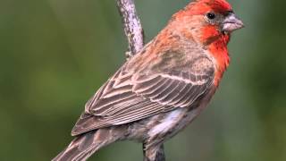 Red House Finch Song  bird Singing [upl. by Ettelorahc226]