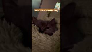 tommy is acting cute britishshorthair cutecat [upl. by Ettenig33]