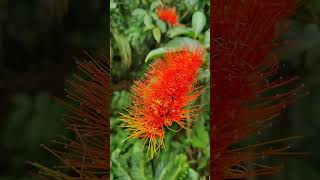 Combretum rotundifolium plants nature naturephotography garden naturesense beautiful [upl. by Moser295]