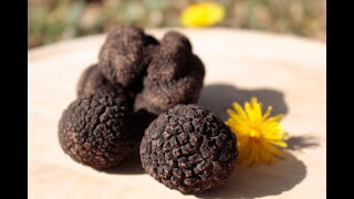 Truffe noire fraiche melanosporum  PLANTIN [upl. by Etnaik]