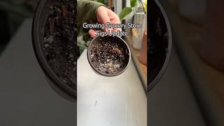 Growing Figs shorts indoorplants garden propagation houseplants seeds plants diy experiment [upl. by Morentz]