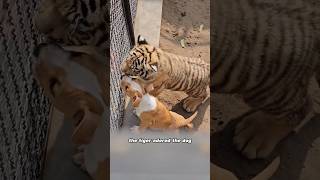 The tiger intrudes into the dog’s family animals tiger dog love shorts [upl. by Aihsemat]