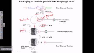 Packaging of a genome in phage head [upl. by Nnairrehs]