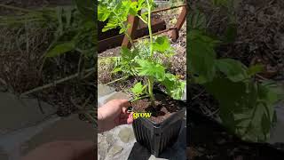 Before you prune your tomato plants watch this gardeningtips growyourownfood gardenig [upl. by Maridel]