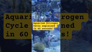 Aquarium nitrogen cycle explained in 60 seconds aquariumadvice easyfishkeepingindia fishcare [upl. by Niamert320]