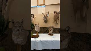 Texas Taxidermy competition 2024 amateur division walkthrough [upl. by Casey176]