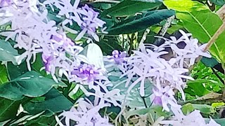 How to propagate Petrea VolubilisSandpaper vine  Success [upl. by Cost]