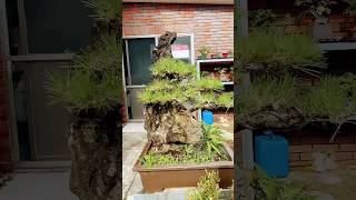 소나무 석부작분재 bonsai [upl. by Finzer]