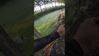 Village unique fishing 🎣shorts fishing fish viralshort [upl. by Efeek]