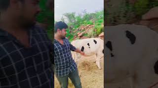 Cows hf foe sale youtubeshorts ytshorts farming agriculture [upl. by Body]