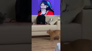 Funny Animal Videos 2024 😅  Funniest Dogs and Cats Videos 😁 Part 1333 [upl. by Eittod]