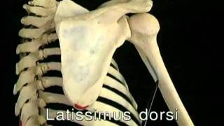 Anatomia Sistemica Extremidad Toracica Parte3 subtitulos en español [upl. by Camp19]