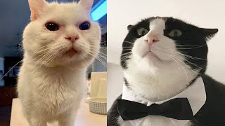 Try Not To Laugh 🤣 New Funny Cats Video 😹  MeowFunny Par 33 [upl. by Yarak]