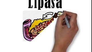 Spanish Medical InterpreterSpanish Medical TerminologyHow to Pronounce Lipase in Spanish [upl. by Kcirted]