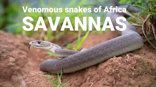 The venomous snakes of Africa  SAVANNAS Boomslang Rinkhals spitting cobras Black mamba [upl. by Rizan20]