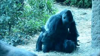 Gorilla Baby Love at the Zoo [upl. by Vance52]