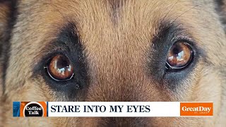 Staring Into Your Dogs Eyes [upl. by Aleahs]