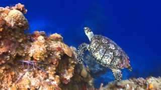 Exploring the Coral Reef  John Grout  Brian Langill Naturescapes Music [upl. by Raven]