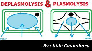 Plasmolysis amp Deplasmolysis  Class 1st year [upl. by Joline]