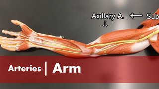 Arteries of the Arm [upl. by Far]