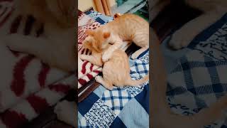 Funny cat fight 🤣🤣 cat cute kitten cat lover [upl. by Maag]